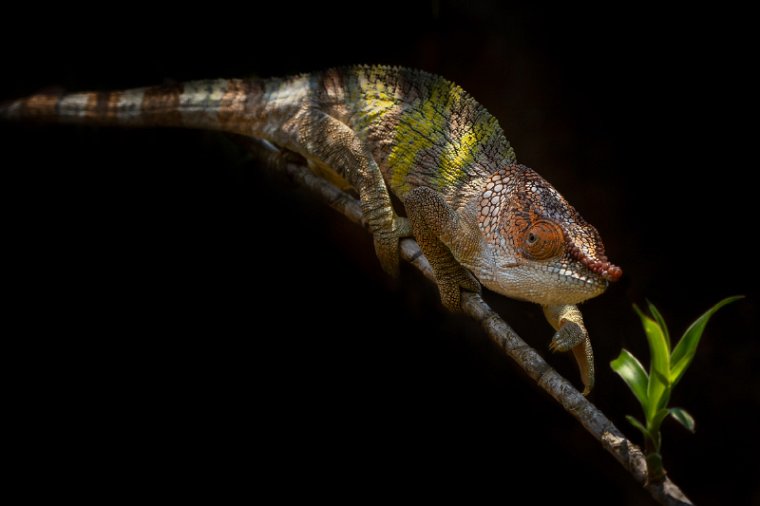 131 Peyrieras reservaat, neuskameleon.jpg